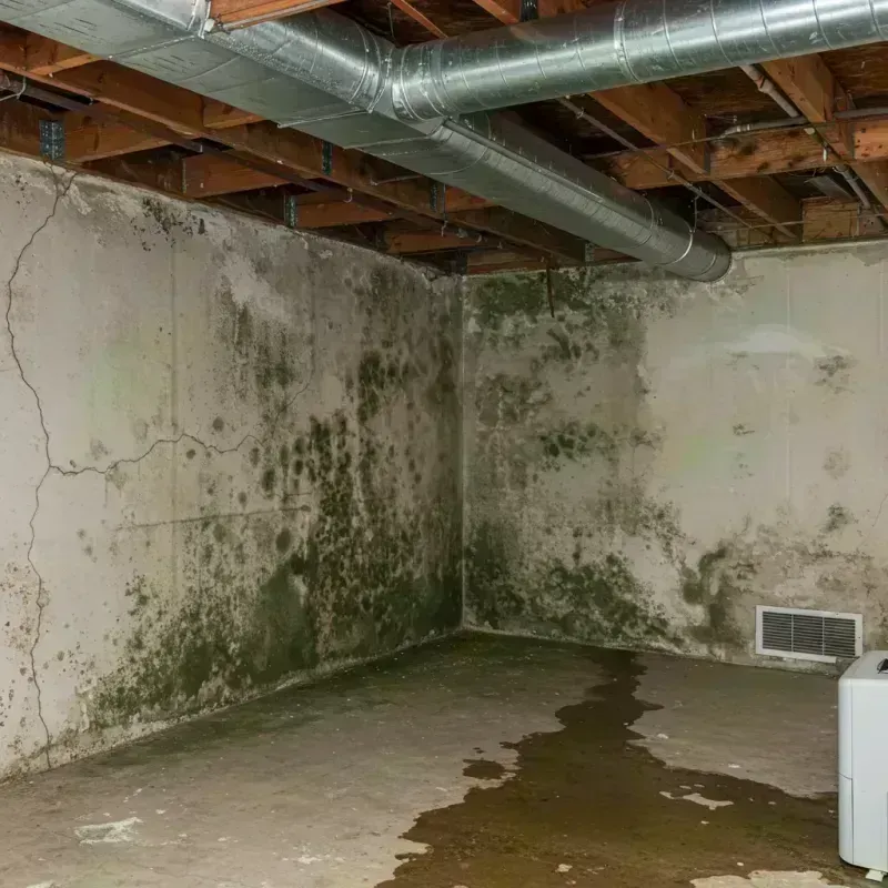 Professional Mold Removal in Broadview, IL